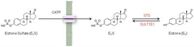 Estrone Sulfate Transport and Steroid Sulfatase Activity in Colorectal Cancer: Implications for Hormone Replacement Therapy